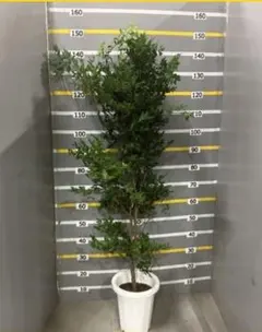 小葉 ジャボチカバ 160cm 10号 - メルカリ