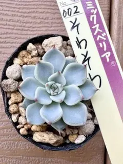 ❤️確認用❤️★B ミックスベリア❤️霜飾り❤️抜き苗♪      ✨メルカリ便✨札なし 2025年最新】おらいさん苗の人気アイテム - メルカリ