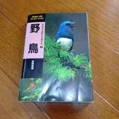 野鳥