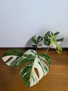 斑入りモンステラ ボルシギアナ ホワイトタイガー 茎挿し 茎伏せ