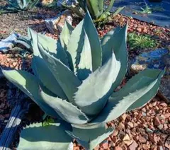 アガベ　Agave　パリー　トランカータ　オバティフォリア　パラサナ　斑入りのサムネイル