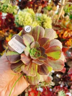 m*♡様 457 花月夜 多肉植物 アエオニウム 抜き苗