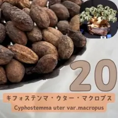 2026種子20粒 キフォステンマ ウター マクロプスのサムネイル