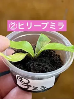 ②ヒリープミラ　胞子培養株　ビカクシダのサムネイル