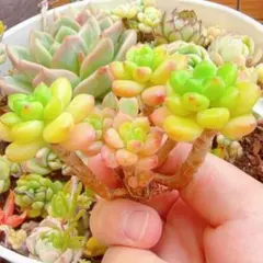 アドニス サンデルシー アエオニウム 多肉植物 抜き苗 - メルカリ