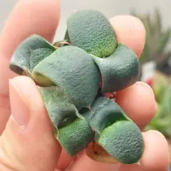 2026年最新】ガステリア臥牛の人気アイテム - メルカリ