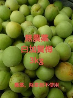 無農薬自然栽培古城梅 和歌山県産3キロ - メルカリ