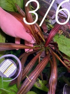 2026年最新】エキノドルスの人気アイテム - メルカリ