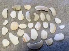 貝殻セット 小〜中サイズ