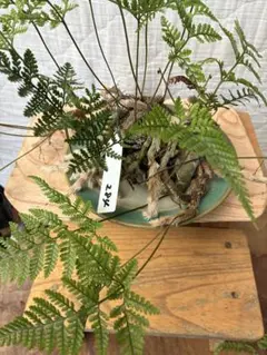 トキワシノブ？ シノブ(和シノブ)．元々の大株盆栽！ - メルカリ
