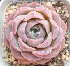 多肉 アリエル錦 ✧*。人気品種 抜き苗 - メルカリ