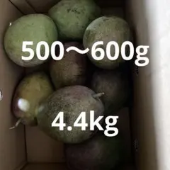 2025年最新】摘果マンゴーの人気アイテム - メルカリ