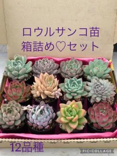 2026年最新】ロウルサンコの人気アイテム - メルカリ