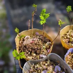 ネコポス発送】農薬不使用 山椒の葉 木の芽 200枚 - メルカリ