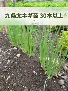 レイ様 リクエスト 2点 まとめ商品