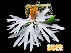 ビカクシダ P.willinckii Omega Sporeling - メルカリ