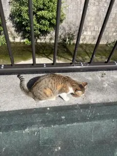 まーちん様専用Sweet1月号ALEXANDRE DE PARIS 3点セット