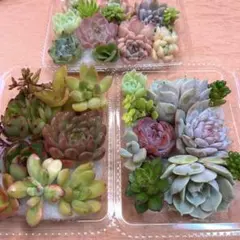 2025年最新】札落ち韓国苗の人気アイテム - メルカリ