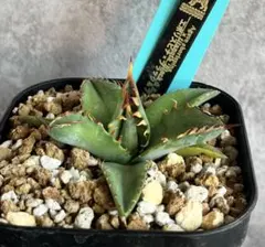 Agave hybrid エボリスピナ × ブラック＆ブルー 陽炎 チタノタ - メルカリ