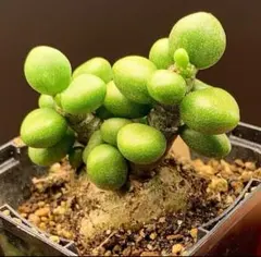 TAKERU様 リクエスト 2点 まとめ商品