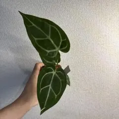 Anthurium michelle✖️Crystallinumのサムネイル