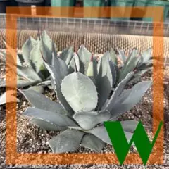 2026年最新】アガベ パリー パリーの人気アイテム - メルカリ