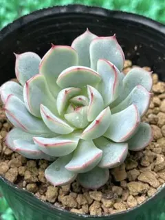 2026年最新】ザラゴーサの人気アイテム - メルカリ