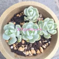 多肉植物♡*ꕤ*.カット苗✿ - メルカリ