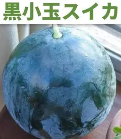 2026年最新】小玉スイカの人気アイテム - メルカリ