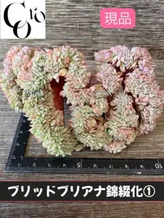 多肉植物 韓国苗 ブラッドブリアナ錦 現品のみ 2026年最新】ブラッドブリアナ錦の人気アイテム - メルカリ