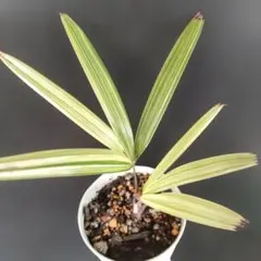 2026年最新】観音竹の人気アイテム - メルカリ