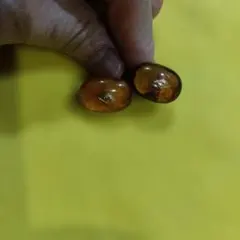 琥珀イアリング
