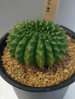 ギムノカリキウム 緋花玉 モンスト 古木 希少 6号鉢 サボテン - メルカリ