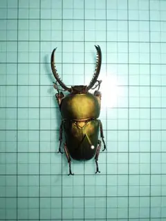 世界昆虫大百科 第3弾 抽選 当選品「パプアキンイロクワガタ♀」3体セット 世界昆虫大百科 第3弾 抽選 当選品「パプアキンイロクワガタ♀」3体