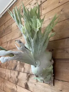 P.w dwarf tasuta×veitchii wild spores 子株 - メルカリ