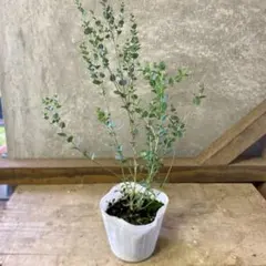 コアラッコ様 リクエスト 3点 まとめ商品