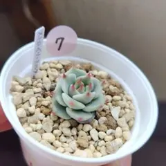 7stars様 リクエスト 3点 まとめ商品