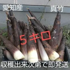 朝掘り真竹 たけのこ 産地直送 新鮮10kg 愛知産！朝掘り新鮮たけのこ(真竹) 5キロ！収穫出来次第で即日発送