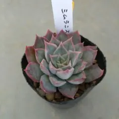 masa様 リクエスト 4点 まとめ商品