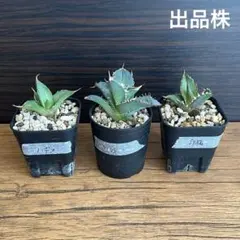 チェリー様 リクエスト 2点 まとめ商品