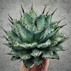 2025年最新】agaveの人気アイテム - メルカリ