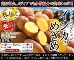 掘り立て発送‼️徳島産無農薬　新じゃがいも　いんかのめざめSM10キロ 掘り立て発送‼️徳島産無農薬 いんかのめざめマイクロサイズ10キロ