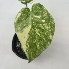 モンステラ デリシオーサ レガシー カット苗 - メルカリ
