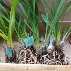シンビジウム２　4苗セット　花色不明のサムネイル