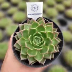 Top【選抜株】多肉植物　11573グリーンペッパー（ピーマン）　35個　鉢無し Top【選抜株】多肉植物 11573グリーンペッパー（ピーマン） 35個 鉢