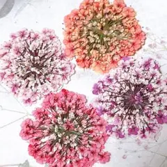 押し花素材＊レースフラワー　大サイズ15