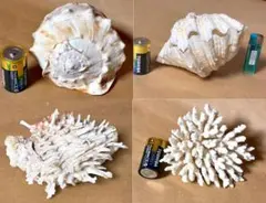 2025年最新】#ヒレインコの人気アイテム - メルカリ