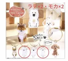 わんこのタイムカプセル　ラテとモカの4個セット