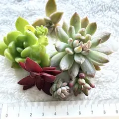 2026年最新】多肉植物朧月の人気アイテム - メルカリ