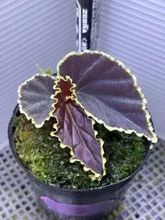 専用❣️Begonia rajah ほか計5点同梱❣️原種ベゴニア 223692be19d714dd29d6250d9c943e